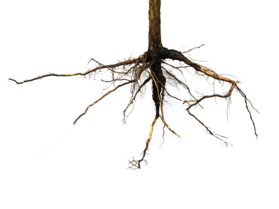 Root Intrusion