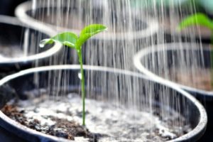 Seedling being watered