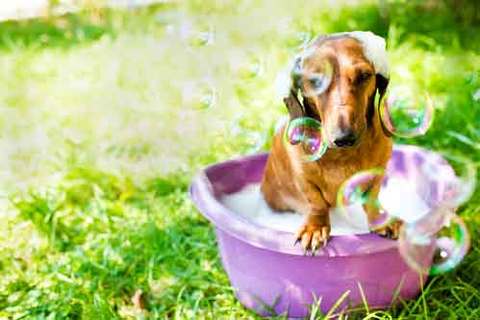 Dog in a bucket of bubbles outside.